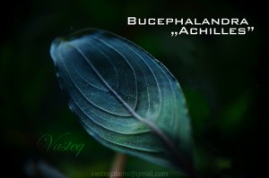 Achilles_bucep_net