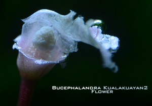 Kualakuayan2_bucep_net_flower
