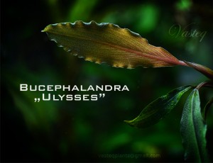 Ulysses_bucep_net