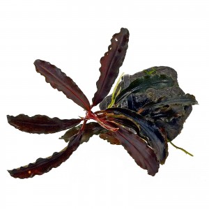 bucephalandra-sp-kedagang-single-plant