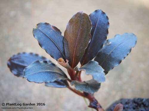 Bucephalandra sp. Midnight Blue | Bucep Viet | Beauty Bucephalandra