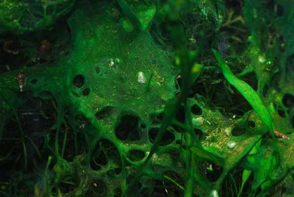 Водоросли в пробирке. Синезеленые водоросли в аквариуме. Водоросли нитчатка. Водоросль эвглена в аквариуме. Сине-зеленые водоросли цианобактерии в аквариуме.